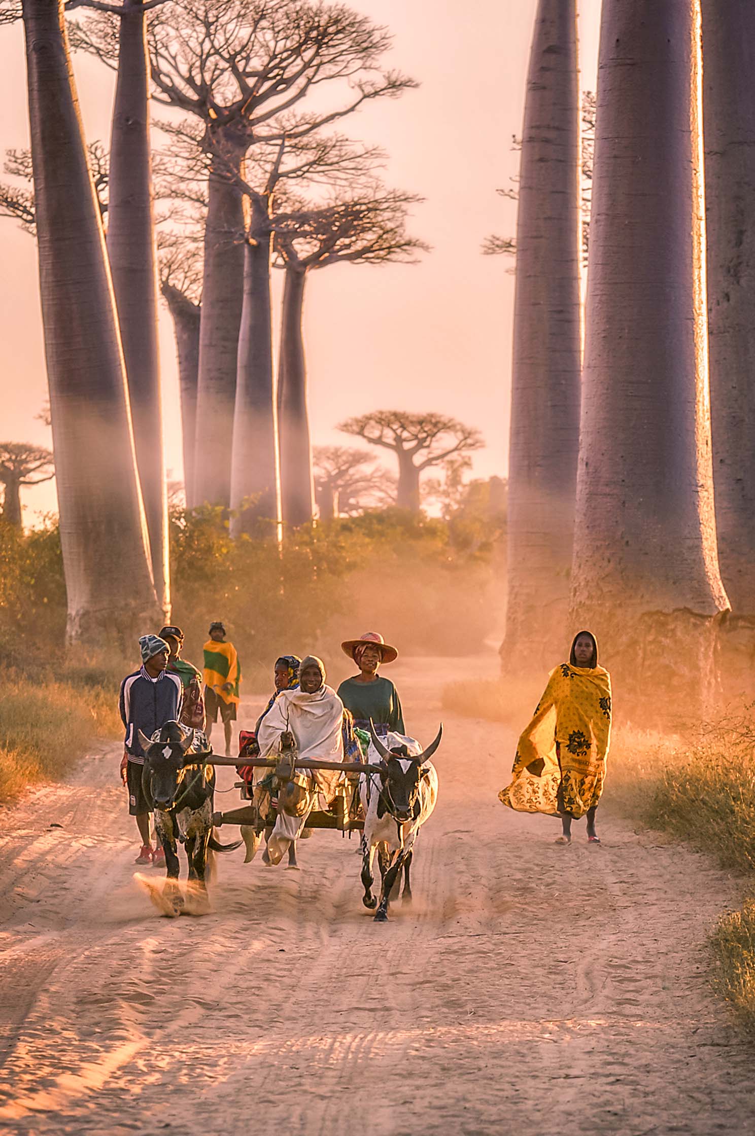 Alle des Baobabs Cultura RM ExclusiveRomona Robbins PhotographyGetty Images - photo 8