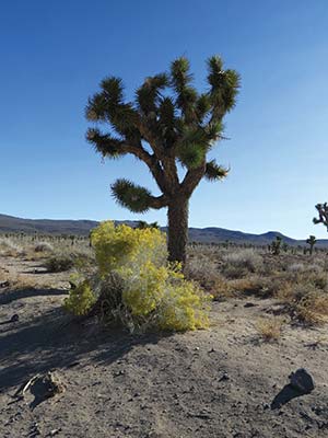 Joshua trees in Lee Flat Zabriskie Point Death Valley may be as close as - photo 7