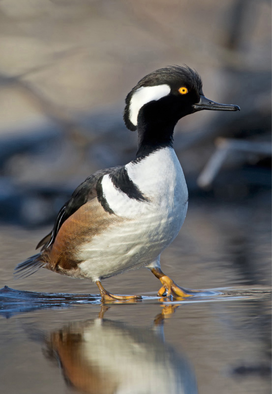 Hooded Merganser BIRDS of the PACIFIC NORTHWEST John Shewey Tim Blount - photo 1