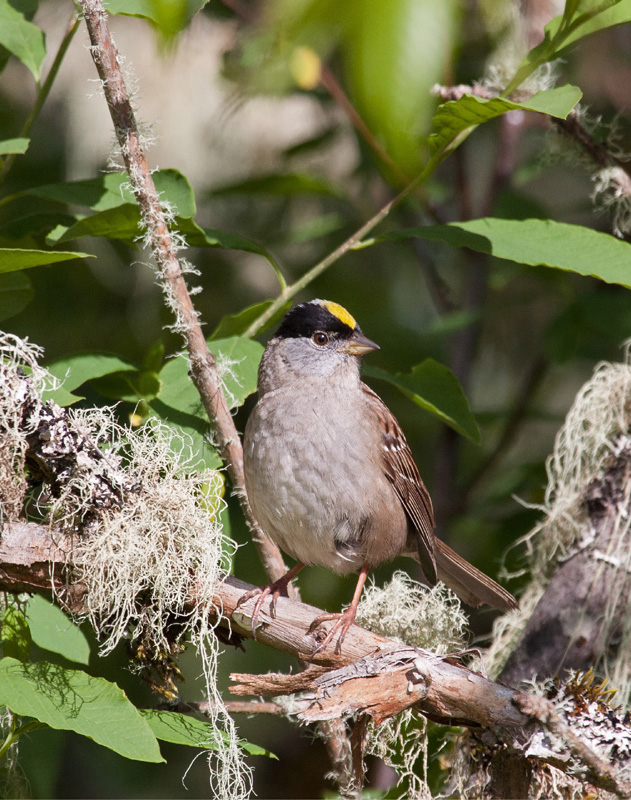 Golden-crowned Sparrow BIRDWATCHING IN THE PACIFIC NORTHWEST The corner of - photo 3