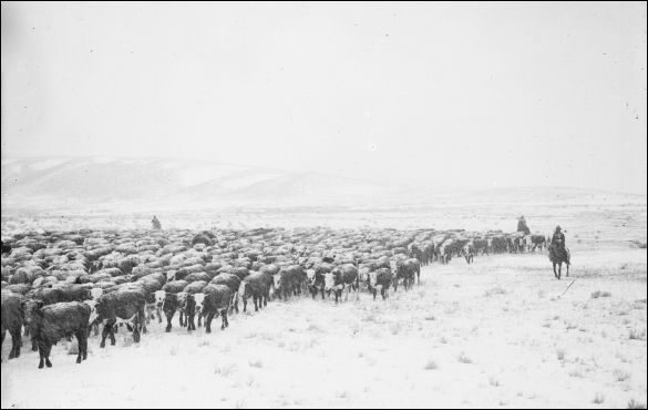 In this photograph cowboys move livestock at the outset of a storm With - photo 5