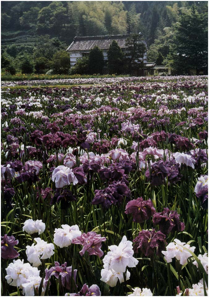 Page iii The Japanese Iris Currier McEwen - photo 2