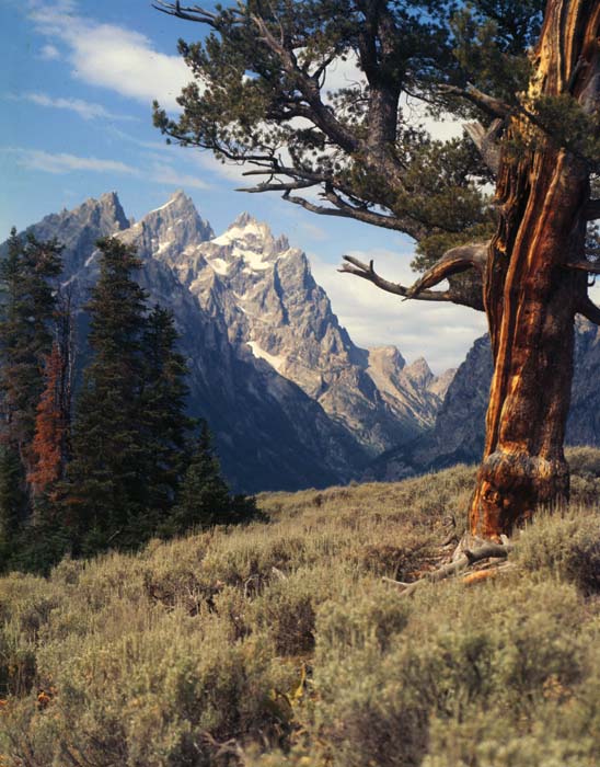 Plate 1 The Cathedral Group of peaks is framed by a towering tree A color - photo 3