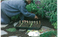 C overed in this section are the basics of planning a vegetable garden - photo 2