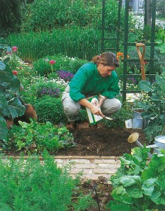 Planning Your Salad Garden The first step in planning your garden is choosing - photo 2