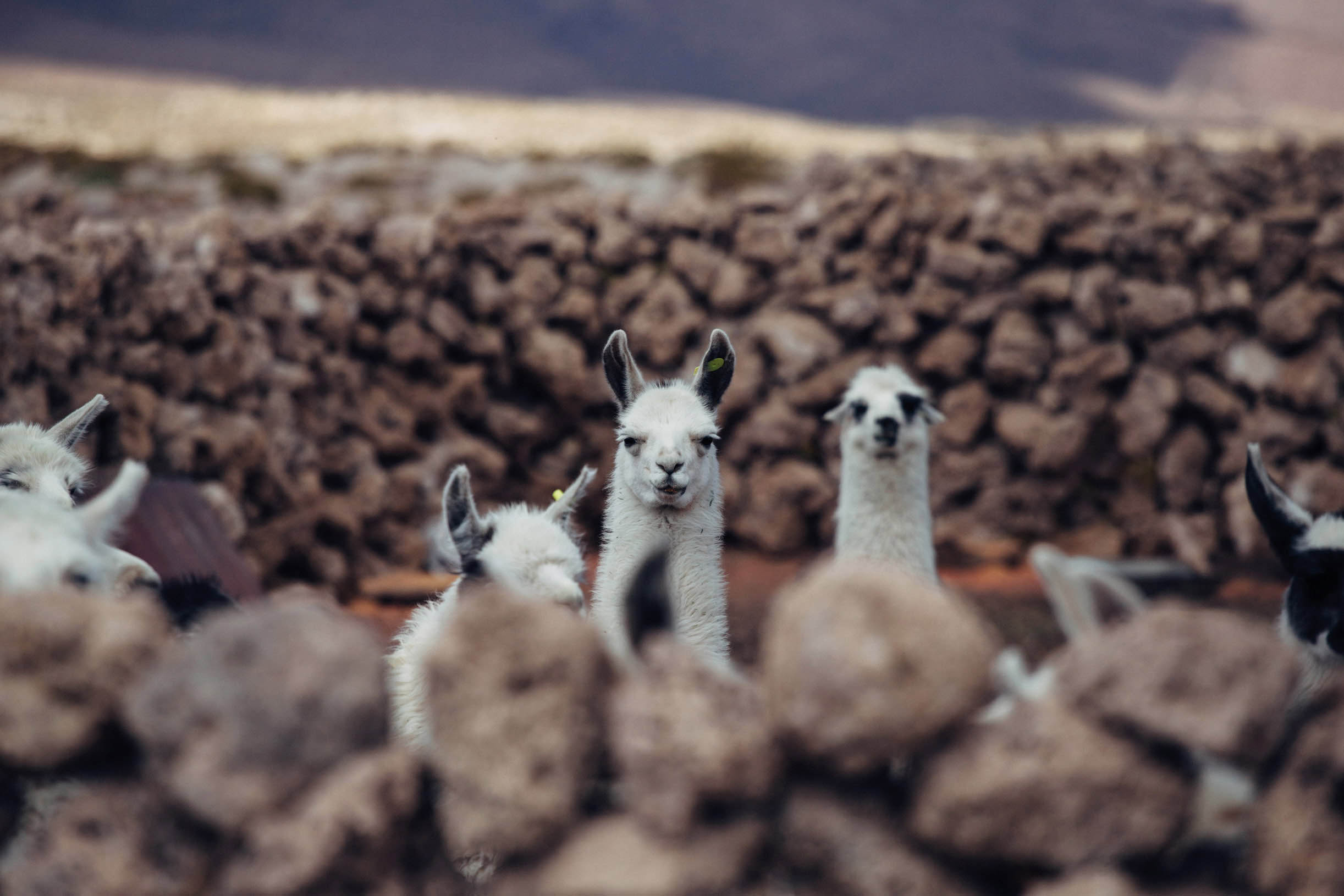 Cass Gilbert alpacas in Bolivia Matt Munro Lonely Planet the Golden Gate - photo 4