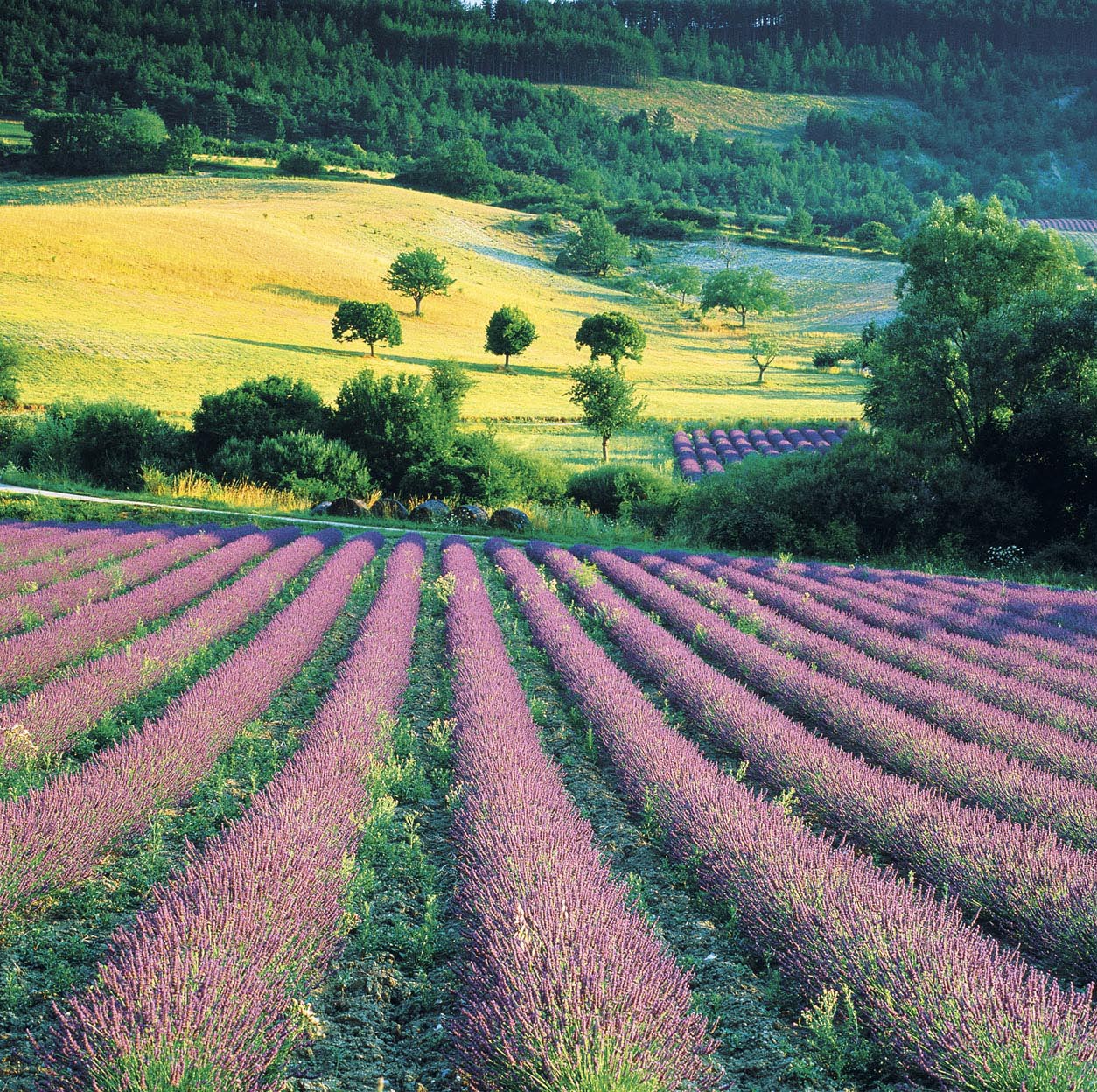 Provence Lavender fields MICHAEL BUSSELLE GETTY IMAGES FRANCE - photo 5