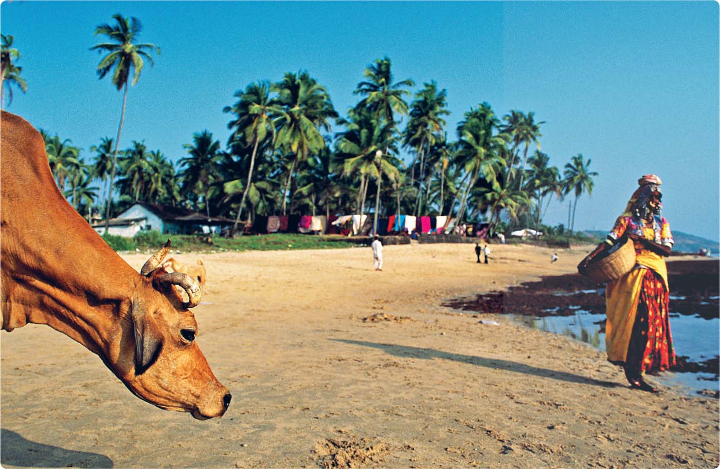 PETER PTSCHELINZEW LONELY PLANET IMAGES A cow shares the beach near the flea - photo 3