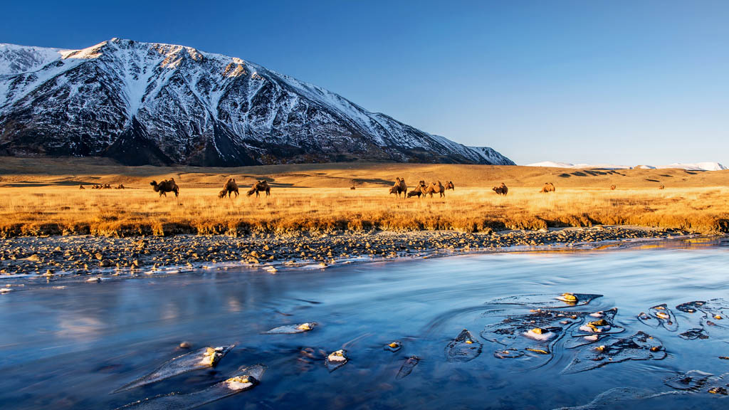 Camels in Altai Tavan Bogd National Park STEFAN CRUYSBERGHS 500PX Why I - photo 8