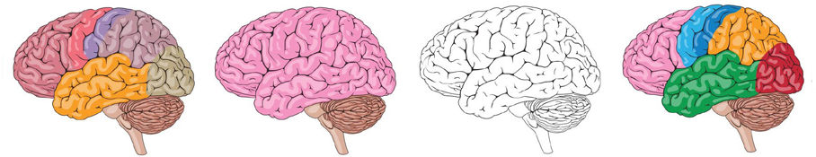 The human brain is the most complex organ and arguably the most complex thing - photo 3