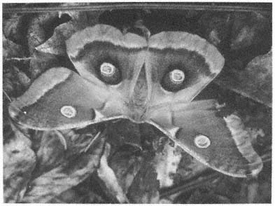 Polyphemus Moth Photo by Stephan Syz Page vii CONTENTS - photo 14