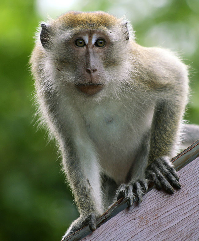 Long-tailed macaque JAVIER GONZLEZGETTY IMAGES MALAYSIA SINGAPORES TOP - photo 12