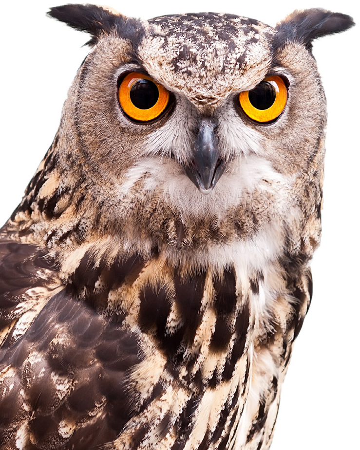 The sensory abilities of owls are fine-tuned to help them locate and target - photo 7