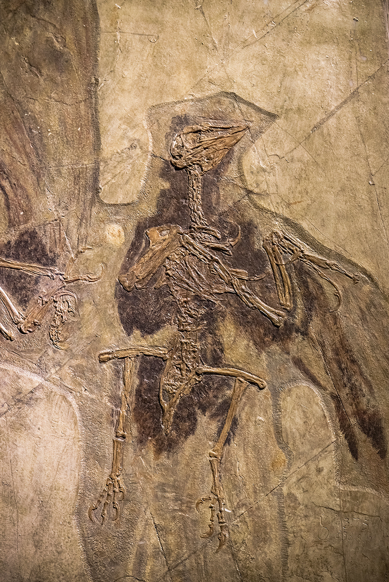 Confuciusornis a fossil bird from China that lived about 120 million years - photo 11