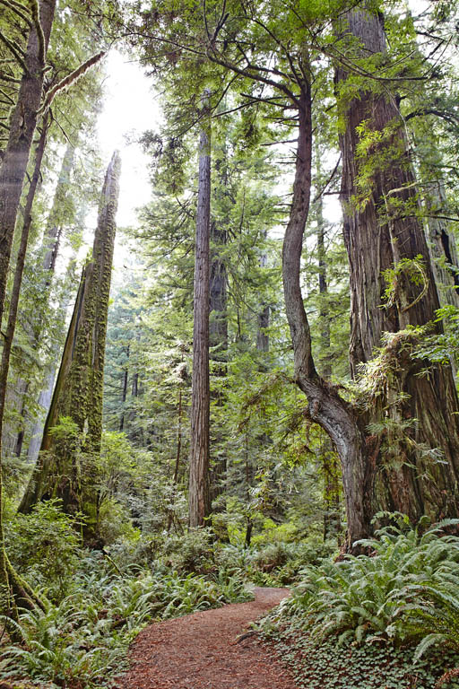 Prairie Creek Redwoods State Park MATT MUNRO LONELY PLANET CALIFORNIAS - photo 7