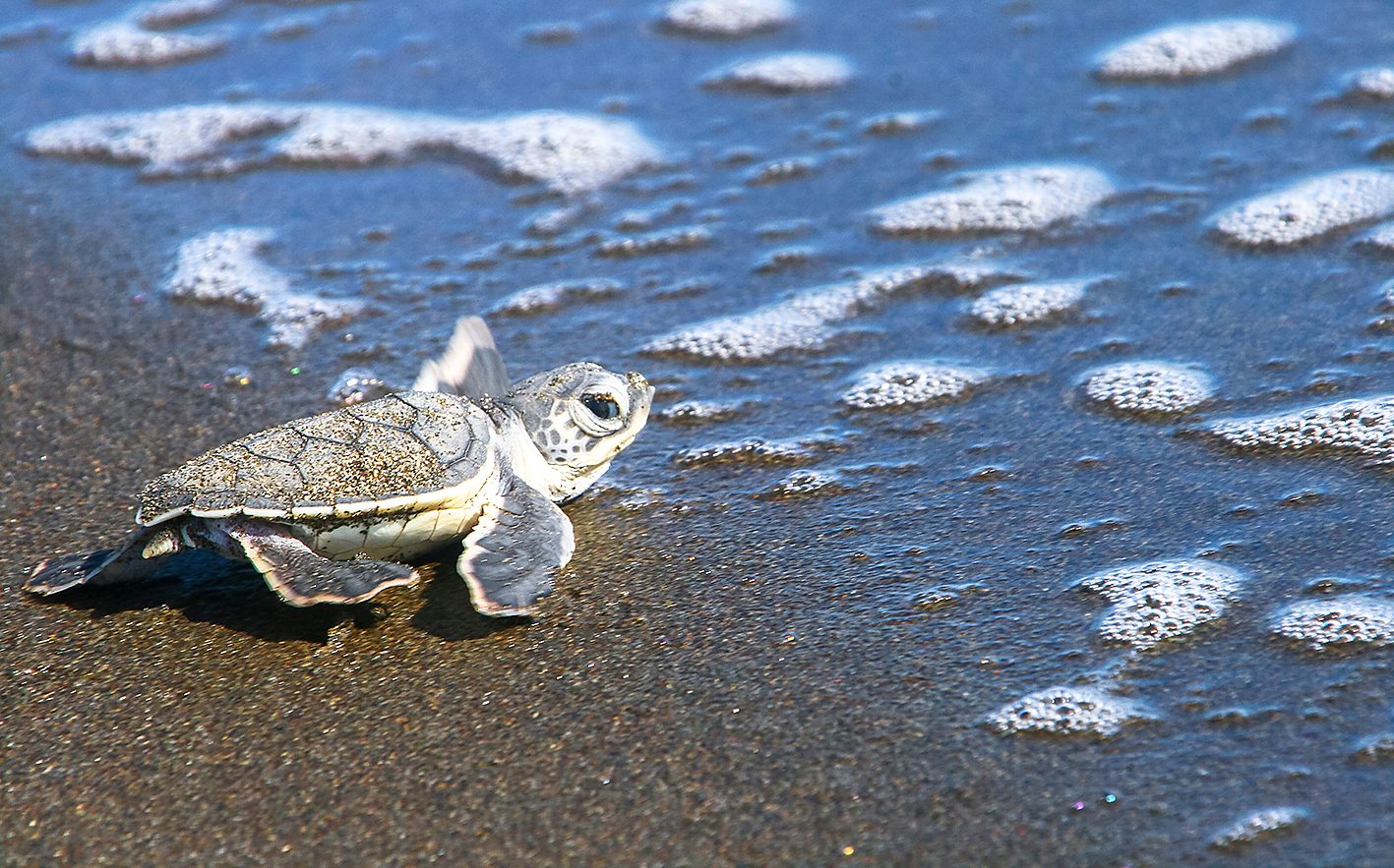 Baby green turtle KEVIN WELLS PHOTOGRAPHYSHUTTERSTOCK COSTA RICAS TOP 12 - photo 6