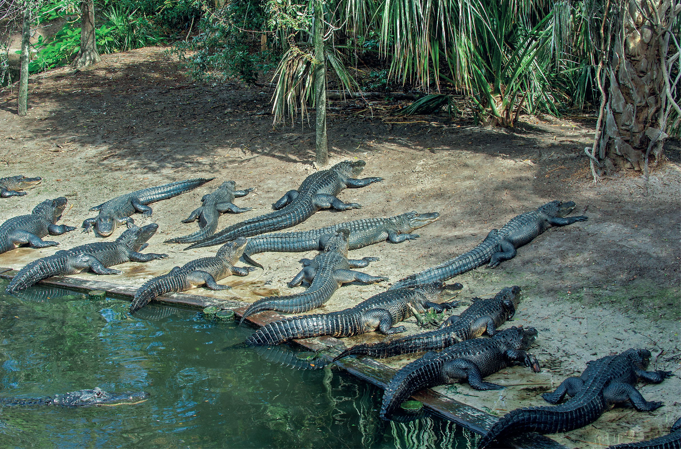 Group of adult American alligators lounging on a basking beach at the St - photo 4