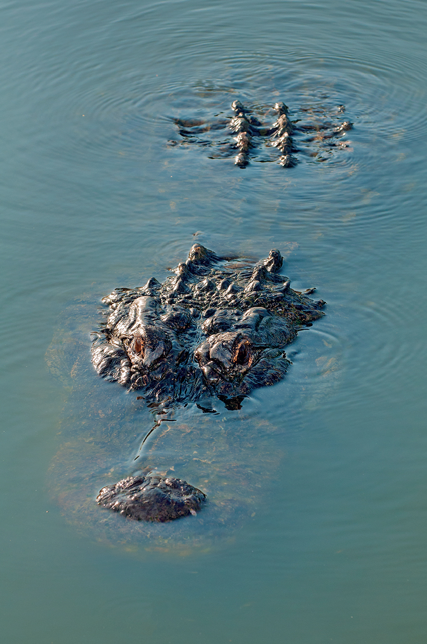 Very little of an alligators body is generally visible when in water making it - photo 5