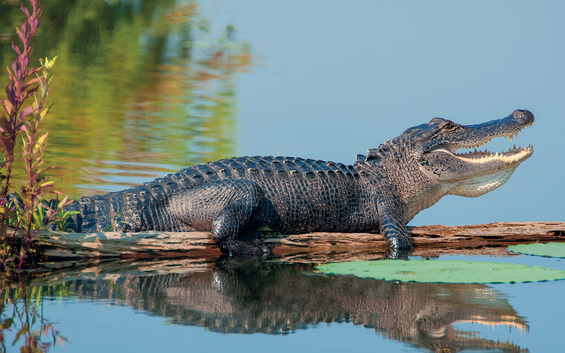 The Illustrated Guide to Their Biology Behavior and Conservation 2020 Johns - photo 2