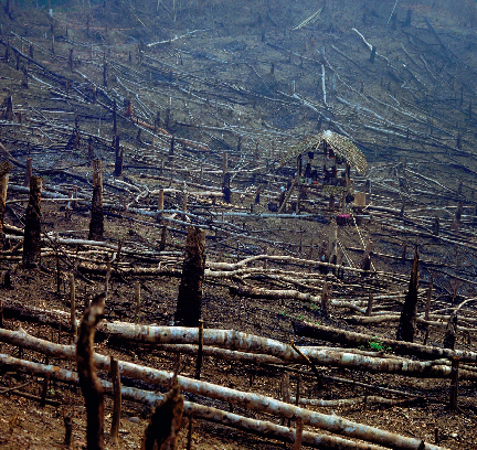 The slash and burn method of farming widely adopted in places like South - photo 4