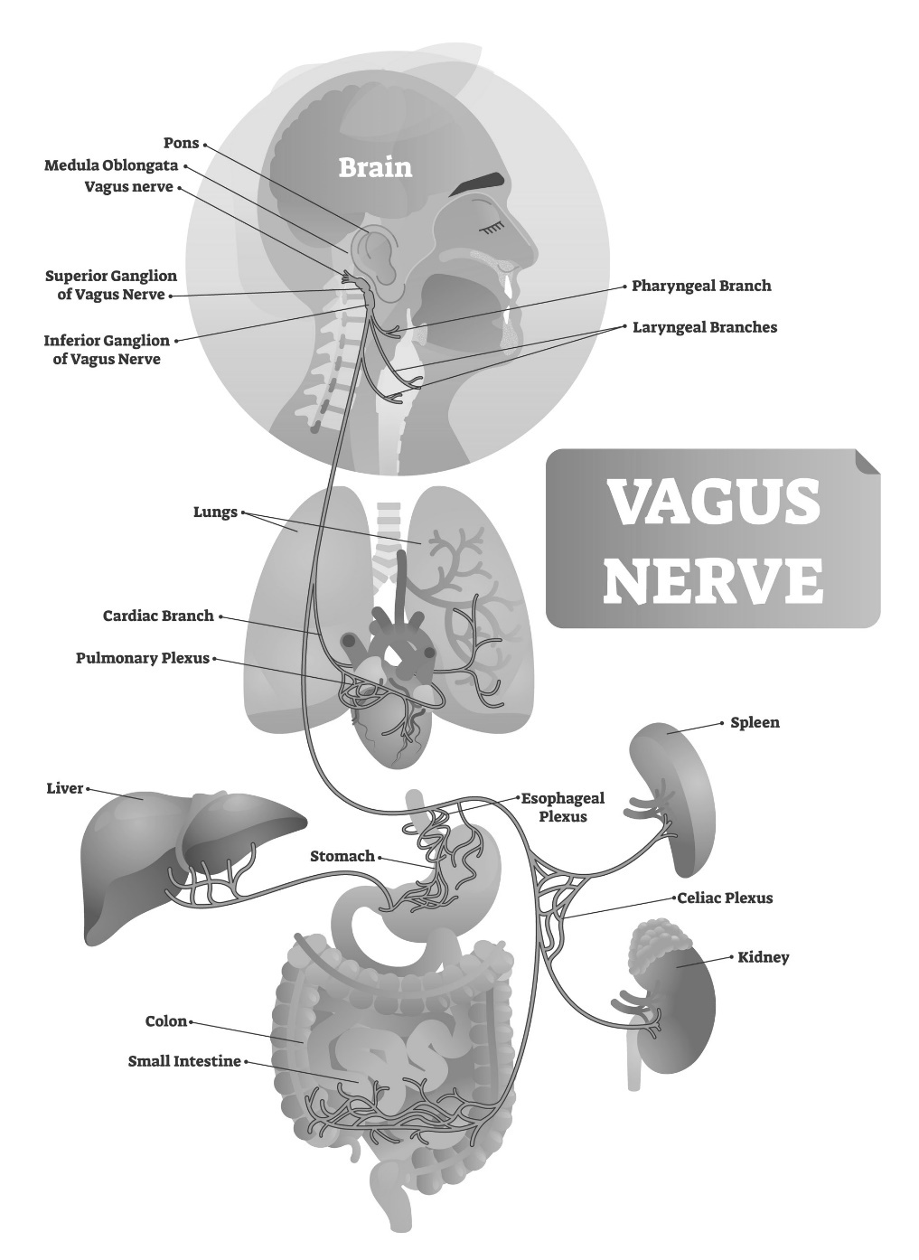 What is the vagus nerve Within our bodies we have different nerves There are - photo 1