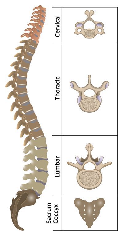 Fig 1 You can see that the vertebral column looks like the letter S This - photo 1