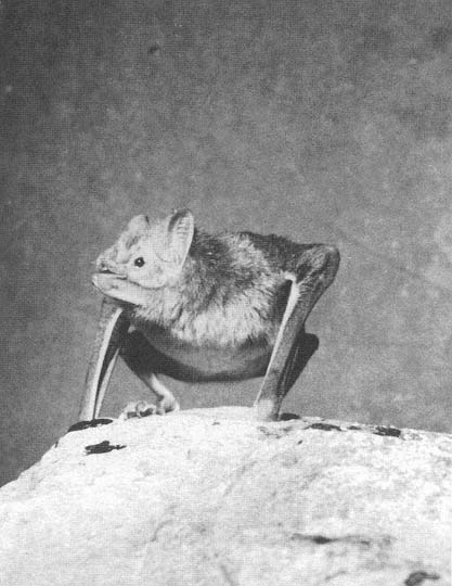 Portrait of a vampire bat ready to spring into action Photo by Bruce Hayward - photo 3