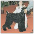 Learn the requirements of a well-bred Black Russian Terrier by studying the - photo 5