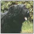 A relative newcomer who has exploded onto the pure-bred dog scene the Black - photo 3