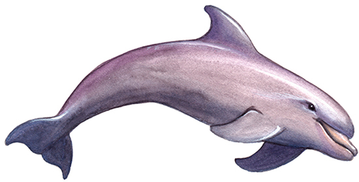 This friendly dolphin was colored in watercolor paints to give a smooth effect - photo 18