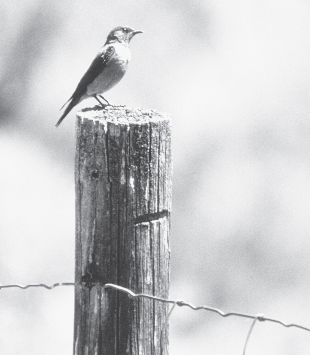 Western bluebird pauses on a fencepost Umtanum Ridge LT Murray State - photo 16