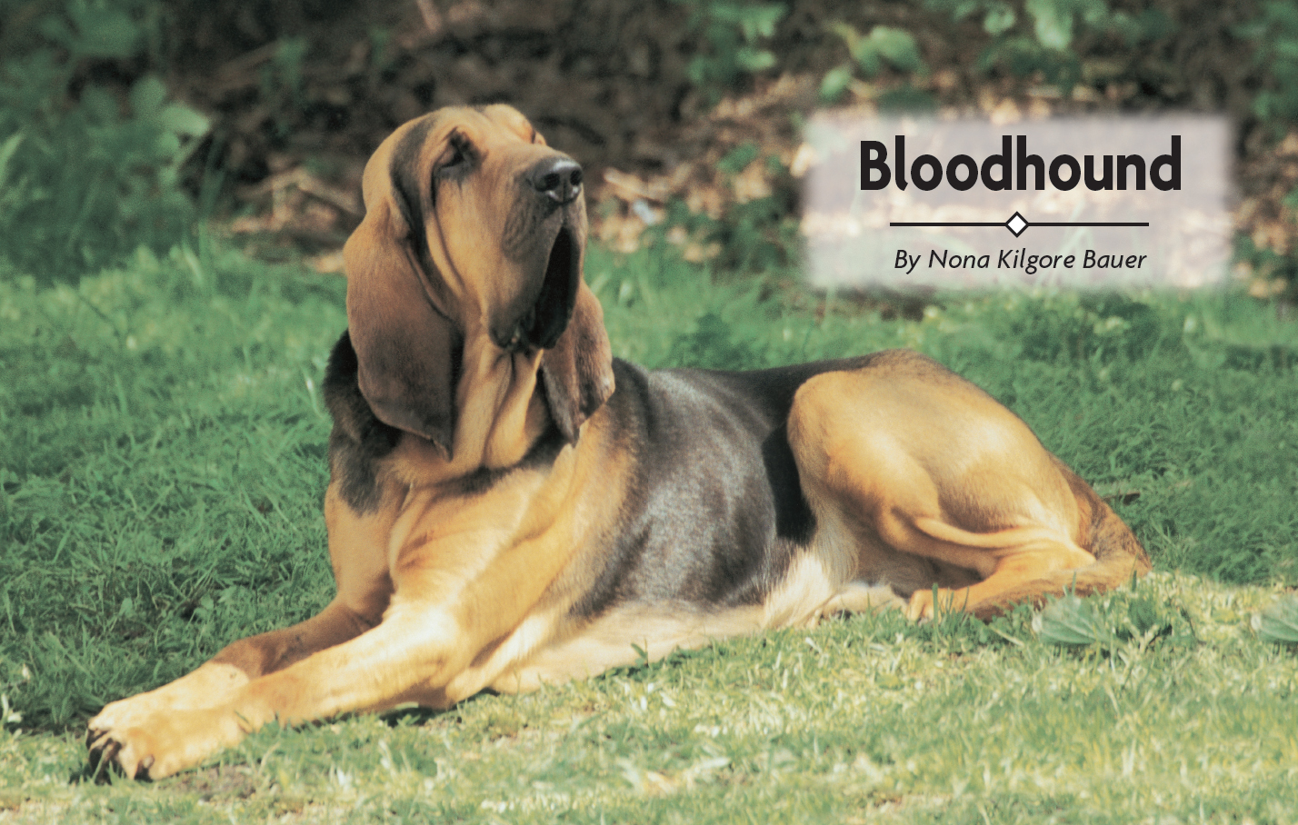 Contents Track down the origins of the Bloodhounds name and the breeds - photo 2