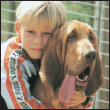 Meet the expressive and solemn Bloodhound face to face Find out whether you - photo 4