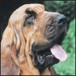 Learn the requirements of a well-bred Bloodhound by studying the description of - photo 5