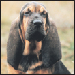 Find out about how to locate a well-bred Bloodhound puppy Discover which - photo 6