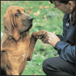 Begin with the basics of training the puppy and adult dog Learn the principles - photo 8