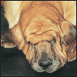 Know when to consider your Bloodhound a senior and what special needs he will - photo 10