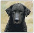 Discover the origins of this most ancient of retriever breeds whose origins - photo 3