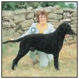 Learn the requirements of a well-bred Curly-Coated Retriever by studying the - photo 5