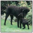 Find out about how to locate a well-bred Curly-Coated Retriever puppy Discover - photo 6