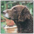 Know when to consider your Curly-Coated Retriever a senior and what special - photo 10