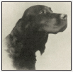 The Gordon Setters history reveals that hes much more than a black-and-tan - photo 2