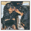 Find out about how to locate a well-bred Gordon Setter puppy Discover which - photo 5