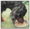 Cover the specifics of taking care of your Gordon Setter every day feeding for - photo 6