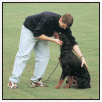 Begin with the basics of training the puppy and adult dog Learn the principles - photo 7