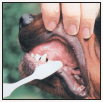 By Lowell Ackerman DVM DACVD Become your dogs healthcare advocate and a - photo 8