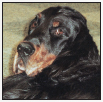 Know when to consider your Gordon Setter a senior and what special needs he - photo 9