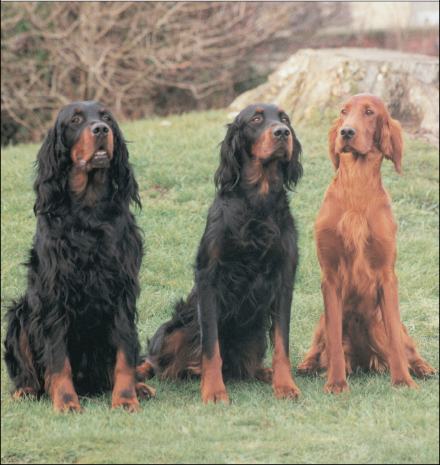 The setter breeds including the Gordon and the Irish right are wonderfully - photo 1