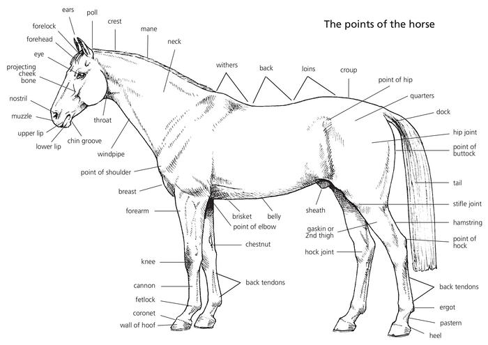 Simple Facts About the Superficial Muscles Body muscles are responsible for - photo 2