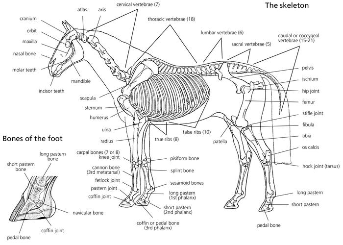 Simple Facts About the Superficial Muscles Body muscles are responsible for - photo 3